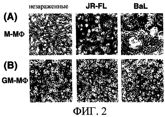 Лекарственное средство для подавления заражения и пролиферации вируса иммунодефицита человека (патент 2250770)