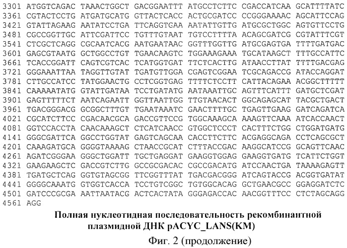 Рекомбинантная плазмидная днк pacyc-lans(km), штамм escherichia coli bl21(de3), трансформированный рекомбинантной днк pacyc-lans(km), и способ получения рекомбинантной l-аспарагиназы erwinia carotovora (патент 2441916)