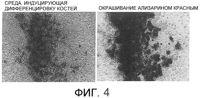 Способ сбора функциональных клеток in vivo с высокой эффективностью (патент 2571230)