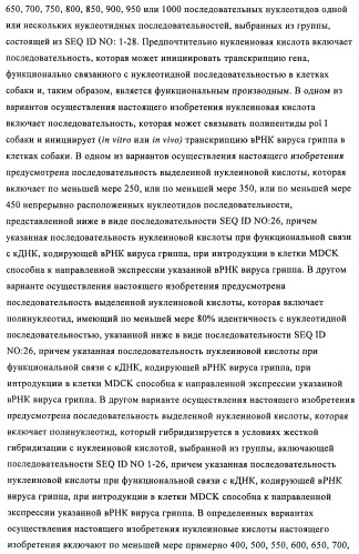 Способы и композиции для экспрессии антисмысловой вирусной рнк в клетках собаки (патент 2457250)