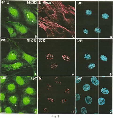 Способ выявления белков в разных типах клеток млекопитающих и человека с помощью флуоресцеин-5-изотиоцианата на микроскопическом уровне (патент 2547594)