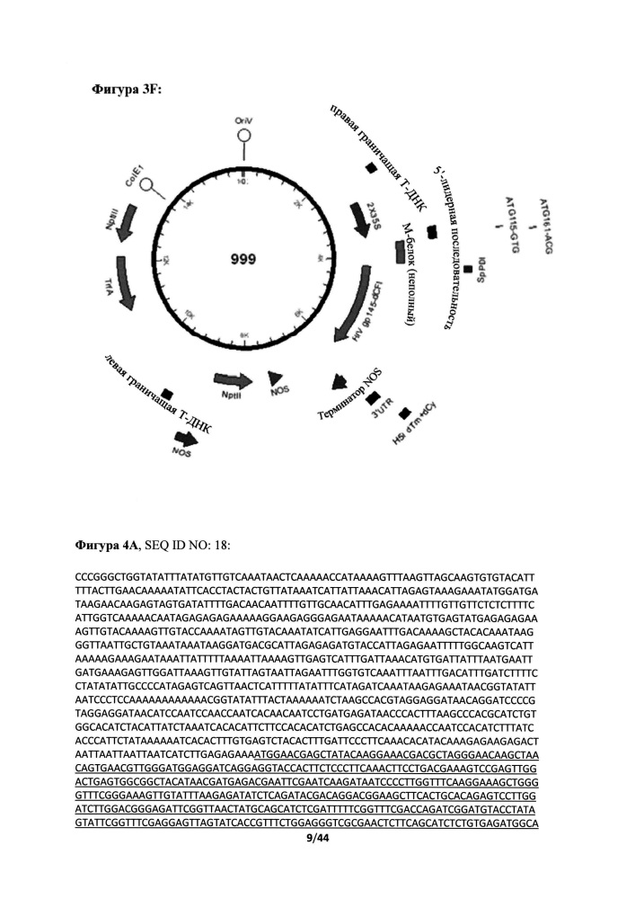 Получение вирусоподобных частиц в растениях (патент 2655431)
