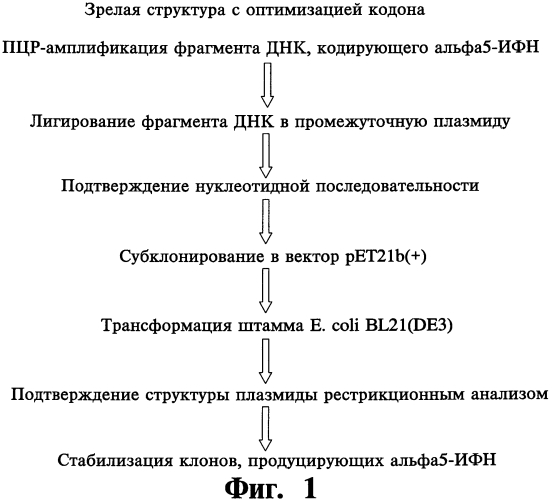 Технологическая схема получения интерферона