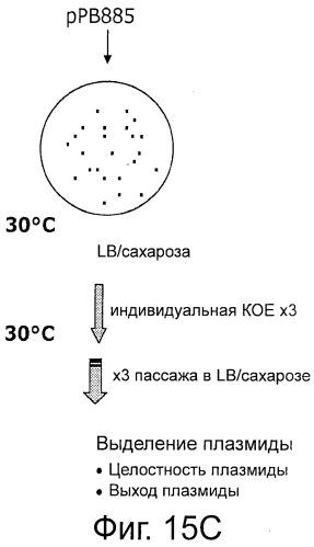 Плазмида без устойчивости к антибиотику (патент 2548809)