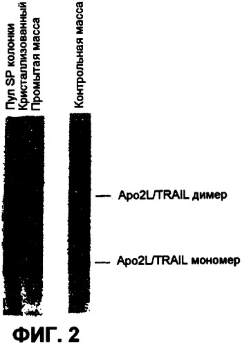 Способ очистки аро-2 ligand/trail посредством кристаллизации на холоде (патент 2435781)