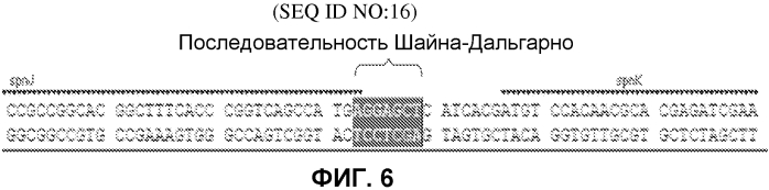 Штаммы spnk (патент 2580015)