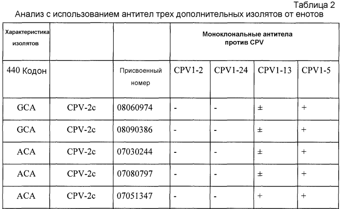Выделение вируса, родственного парвовирусу-2 собак, от енота (патент 2565538)