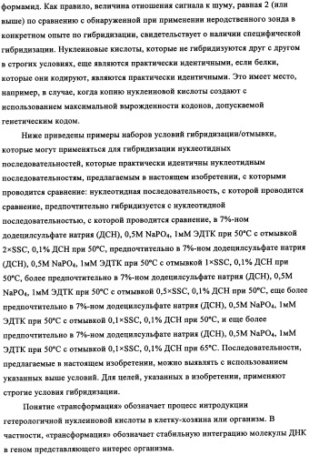 Вариант кукурузы mir604 (патент 2351122)