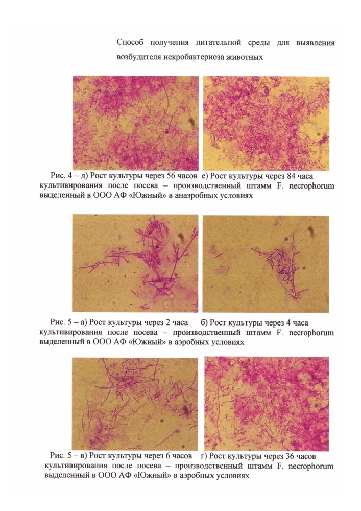 Способ получения питательной среды для выявления возбудителя некробактериоза животных (патент 2631795)