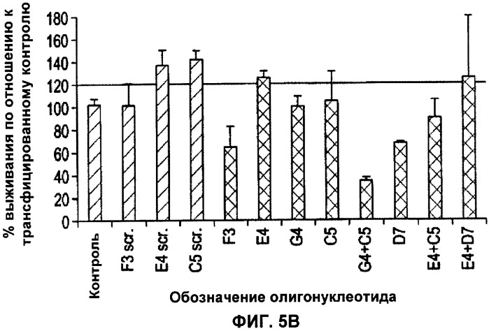 Лечение пролиферативных заболеваний с использованием антисмыслового олигомера iap и химиотерапевтического препарата (патент 2376018)