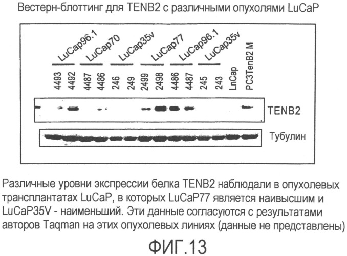 Антитела против tenb2, сконструированные с цистеином, и конъюгаты антитело - лекарственное средство (патент 2505544)