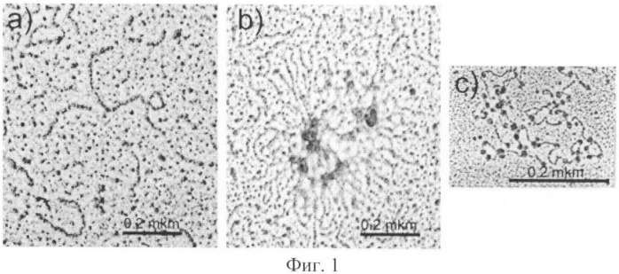 Способ получения стимулированных дендритных клеток для индукции иммунного ответа против туберкулеза человека (патент 2401664)