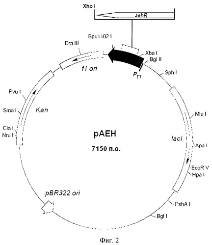 Штамм escherichia coli - продуцент гидролазы эфиров альфа-аминокислот из xanthomonas rubrilineans и способ микробиологического синтеза гидролазы эфиров альфа-аминокислот на основе этого штамма (патент 2502797)