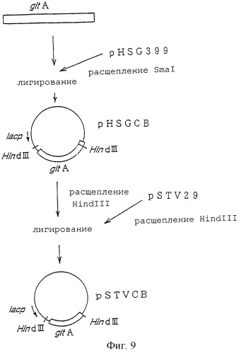 Штамм enterobacter agglomerans, способ получения l-глутаминовой кислоты (варианты) и способ получения микроорганизма для выработки l-глутаминовой кислоты (патент 2261272)
