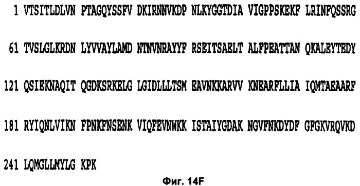 Слитые конструкции лекарственного средства и конъюгаты (патент 2428431)