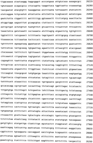 Бактериофаг, обладающий активностью против pseudomonas aeruginosa, белки бактериофага и способы их применения (патент 2580248)