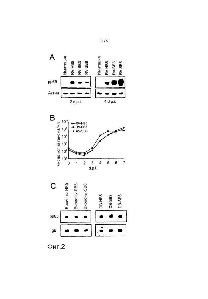Вирусная частица, высвобождающаяся после инфицирования клеток млекопитающих цитомегаловирусом человека (hcmv), содержащая слитый белок, и ее применение (патент 2623172)