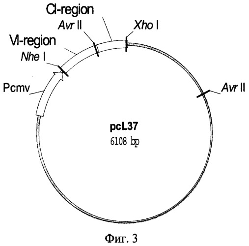 Рекомбинантная плазмидная днк pcl37, кодирующая полипептид со свойствами легкой цепи антитела человека против вируса осповакцины, рекомбинантная плазмидная днк pch37, кодирующая полипептид со свойствами тяжелой цепи указанного антитела, и их применение (патент 2317330)