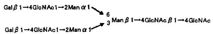 L-фукоза α1→6 специфичный лектин (патент 2524425)