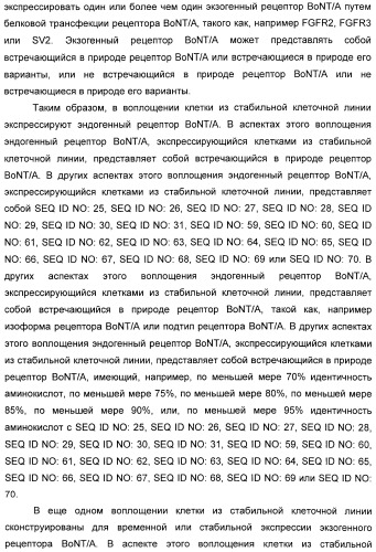 Иммунологические анализы активности ботулинического токсина серотипа а (патент 2491293)