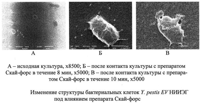 Способ лечения системных иерсиниозных бактериальных инфекций в эксперименте (патент 2563174)