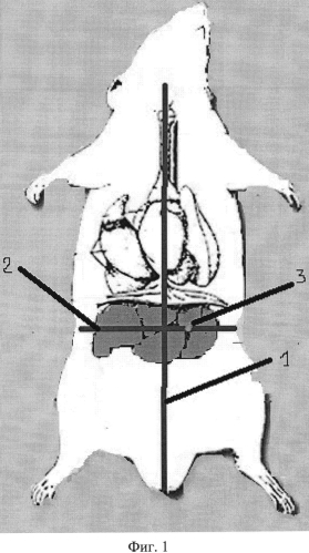 Способ моделирования абсцесса печени (патент 2560778)