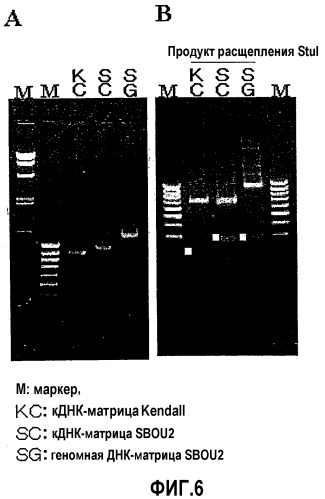Ген липоксигеназы-1 ячменя, способ отбора ячменя, материалы для солодовых алкогольных напитков и способ получения солодовых алкогольных напитков (патент 2348696)