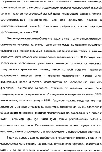 Человеческие моноклональные антитела к рецептору эпидермального фактора роста (egfr), способ их получения и их использование, гибридома, трансфектома, трансгенное животное, экспрессионный вектор (патент 2335507)