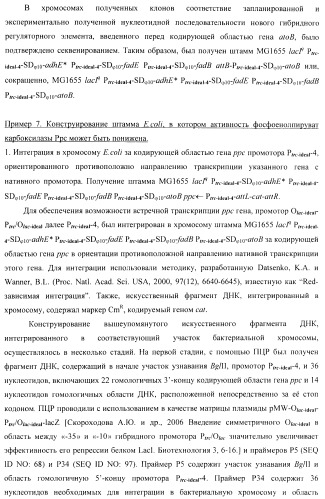 Бактерия - продуцент 1-бутанола и способ получения 1-бутанола (патент 2431672)