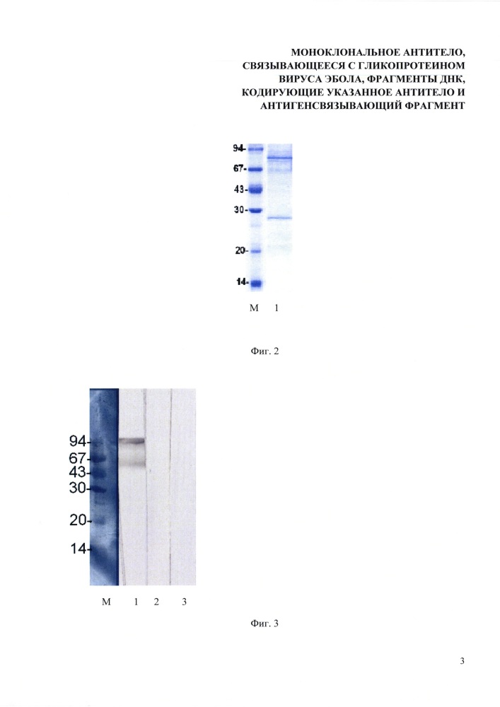 Моноклональное антитело, связывающееся с гликопротеином вируса эбола, фрагменты днк, кодирующие указанное антитело, и антигенсвязывающий фрагмент (патент 2630304)