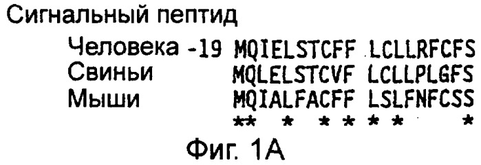 Рекомбинантная молекула днк, кодирующая модифицированный свиной фактор viii (pol 1212), экспрессирующие векторы, модифицированный свиной фактор viii, терапевтическая композиция, способы получения белка модифицированного свиного фактора viii (варианты) и линии клеток (варианты) (патент 2285724)