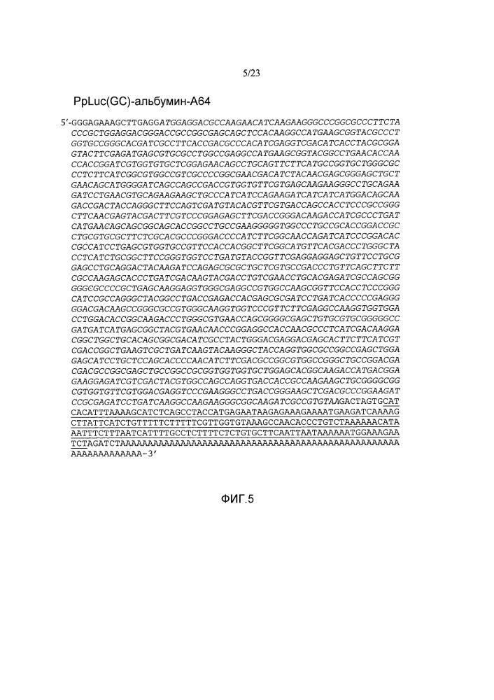 Молекулы искусственной нуклеиновой кислоты (патент 2651498)