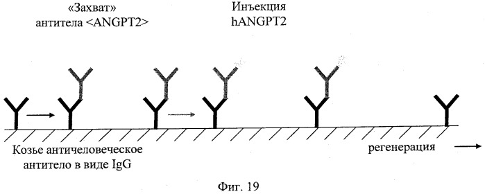 Двухвалентные биспецифические антитела (патент 2547615)