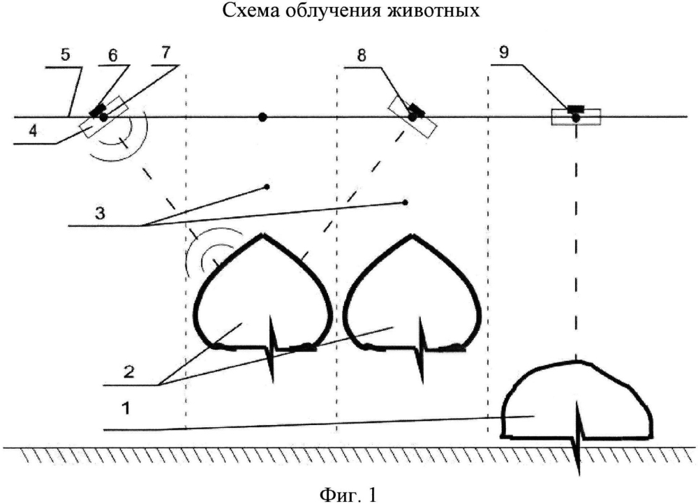 Способ ультрафиолетового облучения животных (патент 2605340)