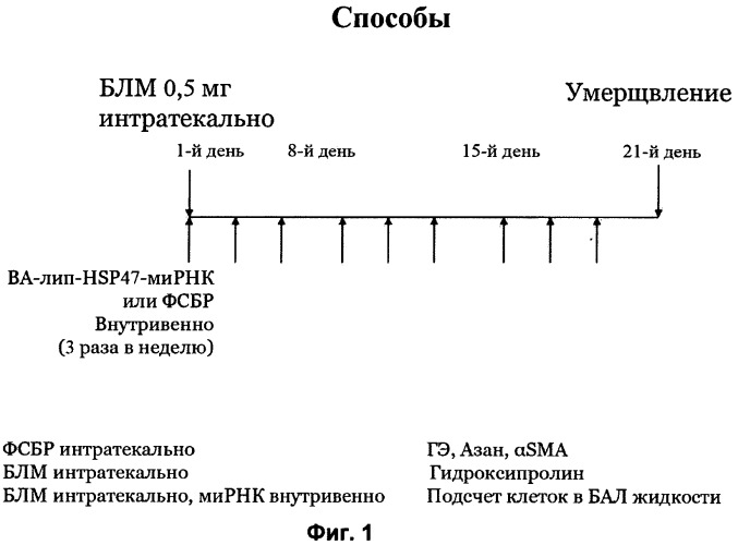 Терапевтический агент, применяемый при пневмофиброзе (патент 2547571)