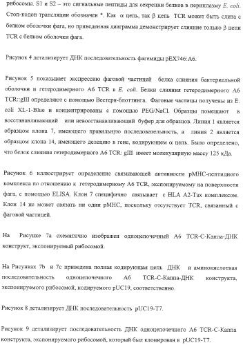 Экспонирование т-клеточных рецепторов (патент 2346004)