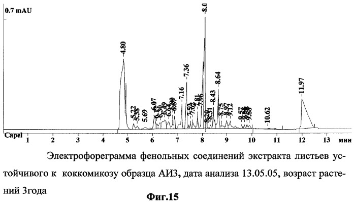 Способ определения устойчивых к коккомикозу форм вишни и черешни (патент 2316951)