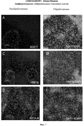 Дифференцировка эмбриональных стволовых клеток человека (патент 2465323)