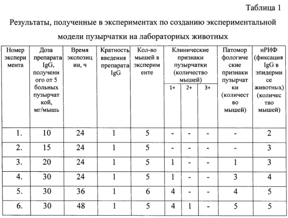 Способ моделирования пузырчатки у мышей методом введения иммуноглобулинов класса g (патент 2613718)
