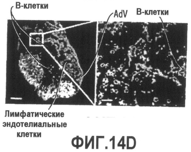 Включение адъюванта в иммунонанотерапевтические средства (патент 2496517)