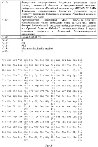 Рекомбинантная плазмидная днк pflag-sc14d5a-rm7, обеспечивающая синтез гибридного белка sc14d5a-rm7, штамм бактерий escherichia coli - продуцент гибридного белка sc14d5a-rm7 и гибридный белок sc14d5a-rm7, связывающий белок е вируса клещевого энцефалита и обладающий биолюминесцентной активностью (патент 2565545)