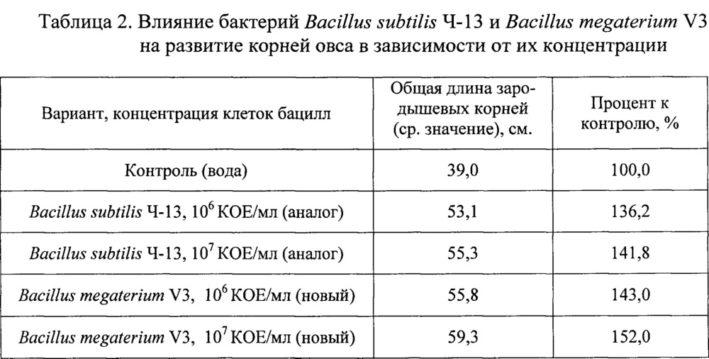 Штамм бактерий bacillus megaterium v3 в качестве средства для ускорения роста и увеличения продуктивности винограда, зерновых, овощных и древесных культур (патент 2649359)