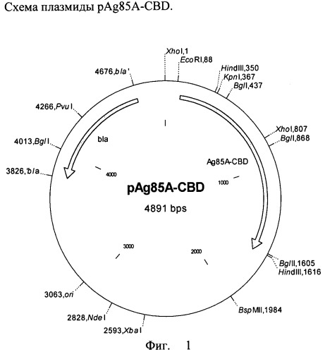 Рекомбинантная плазмида pag85a-cbd, штамм escherichia coli [prep4, pag85a-cbd], химерный белок ag85a-cbd и их применение (патент 2429292)