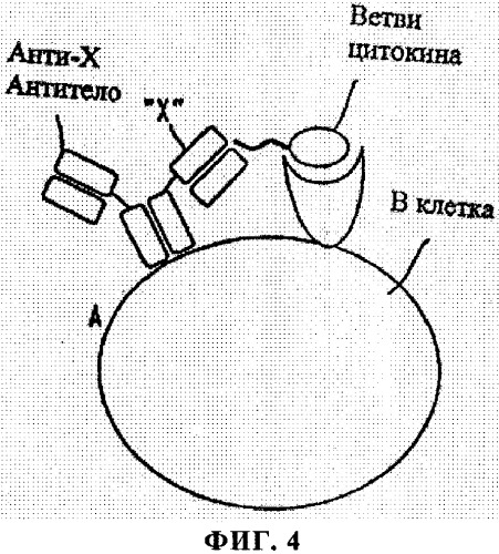 Искусственные белки с пониженной иммуногенностью (патент 2363707)