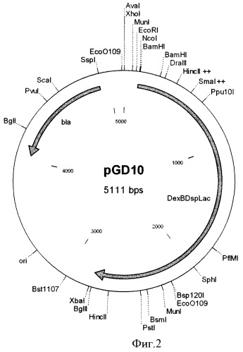 Рекомбинантная плазмидная днк pgd-14, содержащая гибридный ген, включающий нуклеотидную последовательность декстрансвязывающего домена бета-кокков, объединенную с геном гамма-интерферона человека через кислотолабильный спейсер, определяющая биосинтез химерной белковой конструкции дсд(сп)чгиф (патент 2470072)
