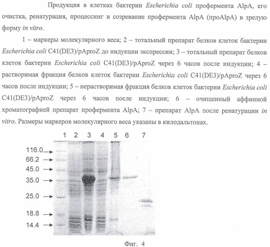 Литическая протеаза alpa бактерии lysobacter sp. xl1, фрагмент днк, кодирующий литическую протеазу alpa бактерии lysobacter sp. xl1, и способ получения литической протеазы alpa бактерии lysobacter sp. xl1 (патент 2407782)