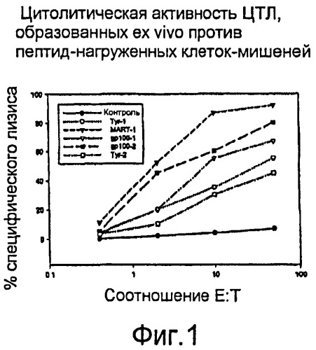 Лечение рака, комбинирующее лимфоистощающее вещество с цтл и цитокинами (патент 2447900)