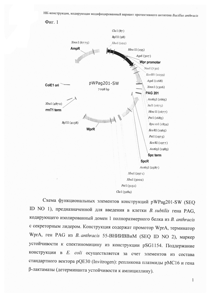 Днк-конструкция, кодирующая модифицированный вариант протективного антигена bacillus anthracis (патент 2622085)