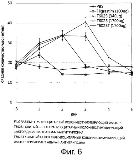 Слитый белок или пептид с увеличенным временем полужизни in vivo, поддерживаемый за счет замедленного высвобождения in vivo, и способ увеличения времени полужизни in vivo с его применением (патент 2503688)