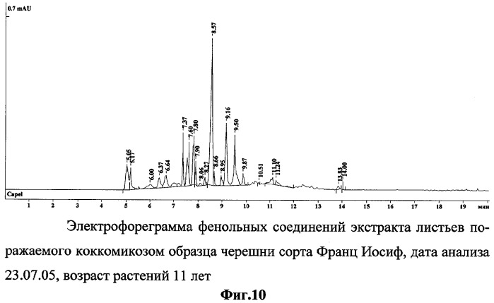 Способ определения устойчивых к коккомикозу форм вишни и черешни (патент 2316951)